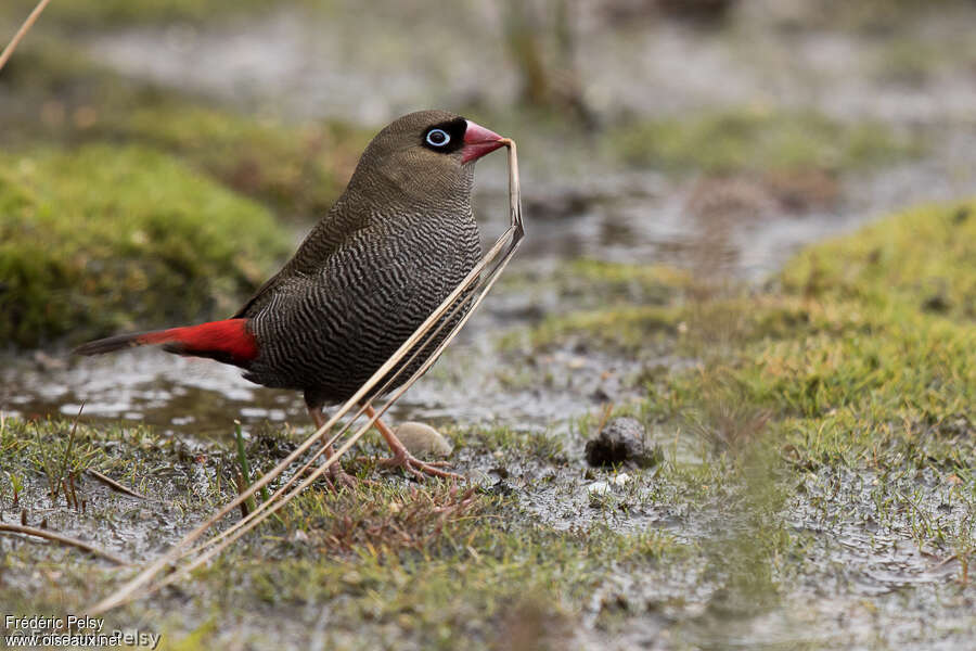 Beautiful Firetailadult, Reproduction-nesting