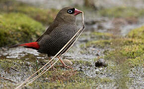 Beautiful Firetail