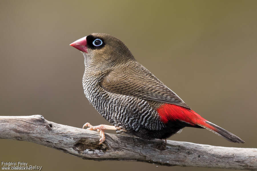 Beautiful Firetailadult, identification