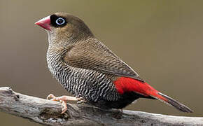 Beautiful Firetail