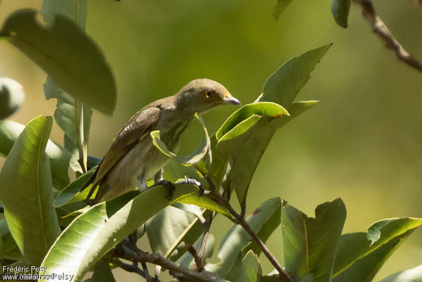 Dicée à bec épaisadulte, habitat, pigmentation