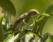 Thick-billed Flowerpecker