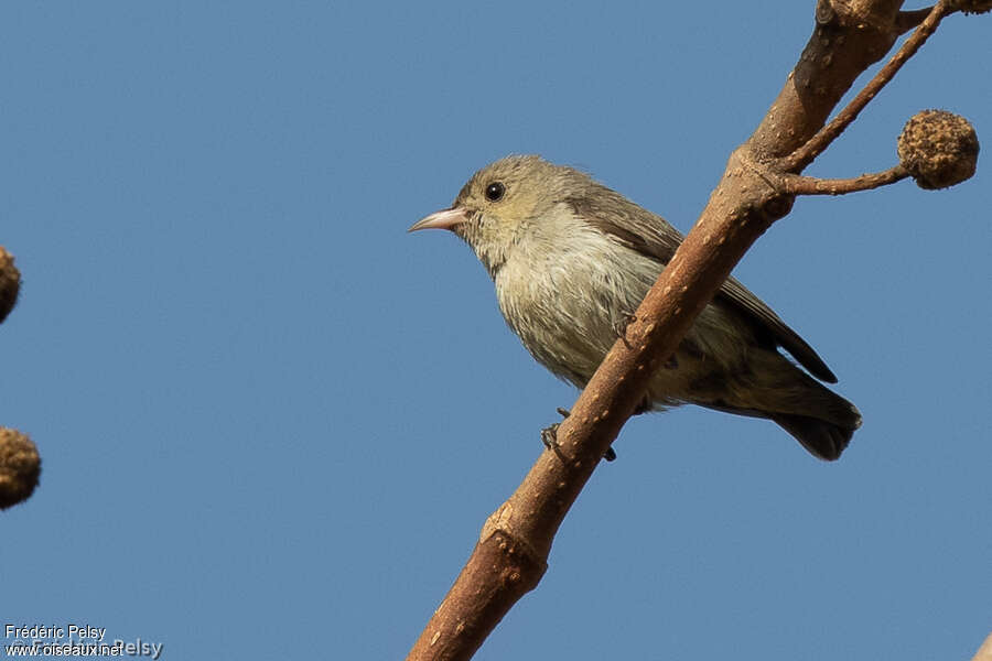 Pale-billed Flowerpeckeradult