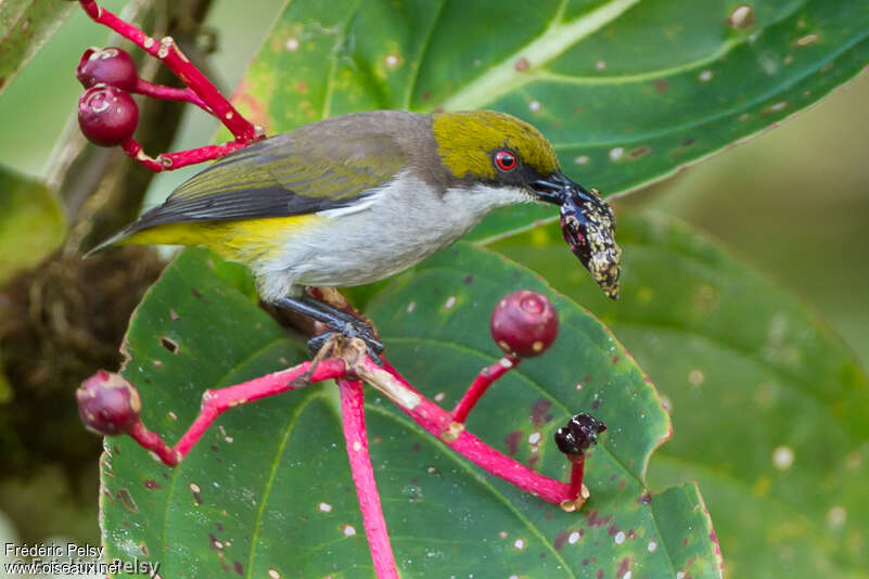 Olive-capped Flowerpeckeradult