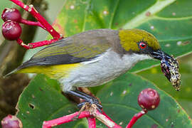 Olive-capped Flowerpecker