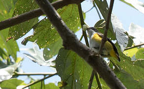 Yellow-sided Flowerpecker