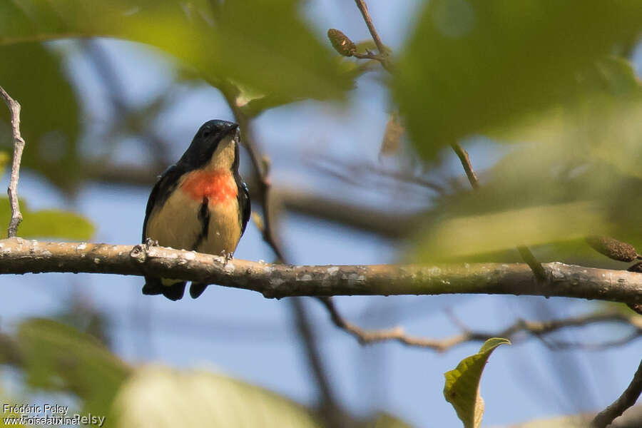 Dicée à gorge feu mâle adulte, portrait