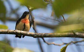 Fire-breasted Flowerpecker