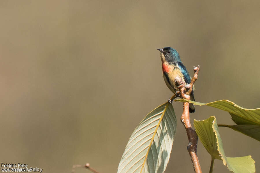 Fire-breasted Flowerpecker male adult, identification