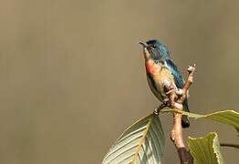 Fire-breasted Flowerpecker