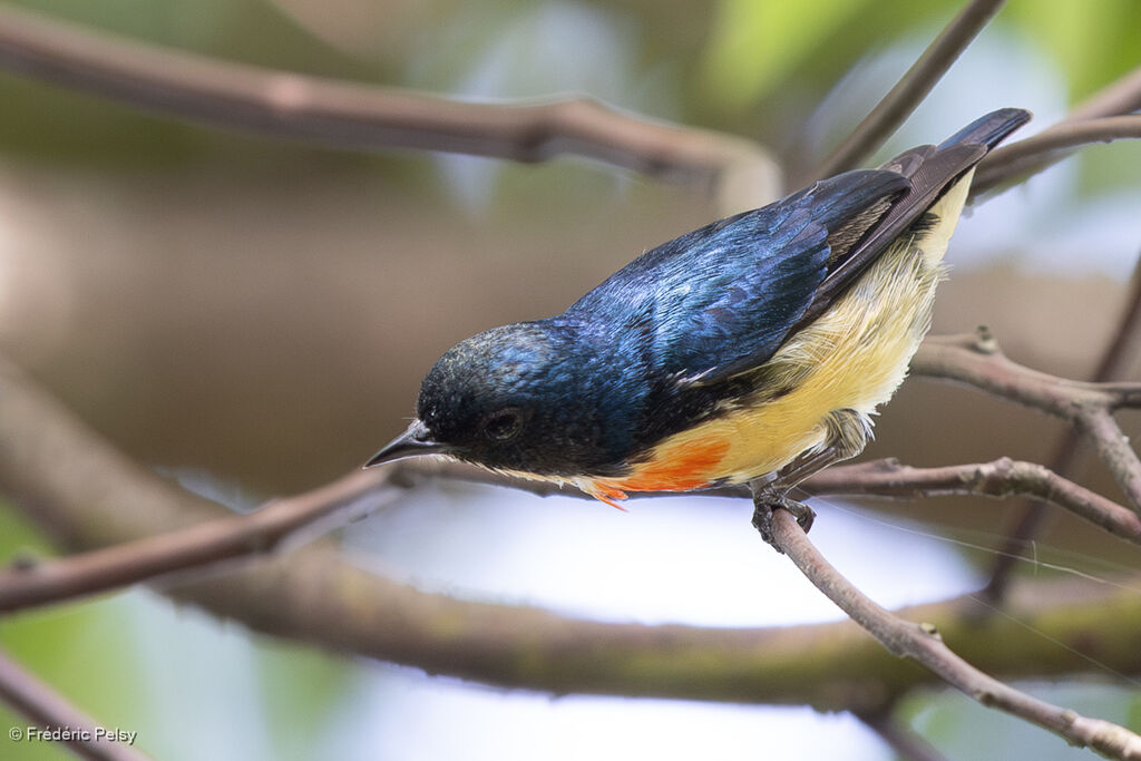 Fire-breasted Flowerpecker male
