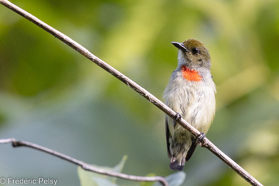 Olive-crowned Flowerpecker male