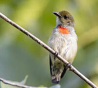 Olive-crowned Flowerpecker