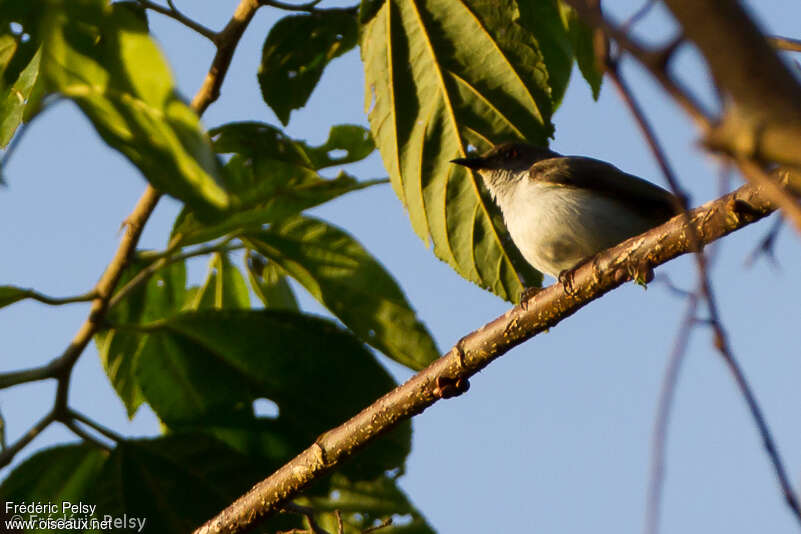 Buzzing Flowerpecker male adult