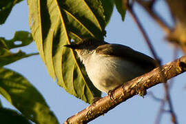 Buzzing Flowerpecker