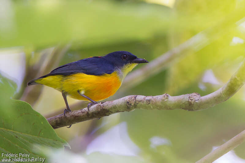 Orange-bellied Flowerpecker male adult, identification