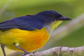 Orange-bellied Flowerpecker