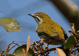 Yellow-vented Flowerpecker