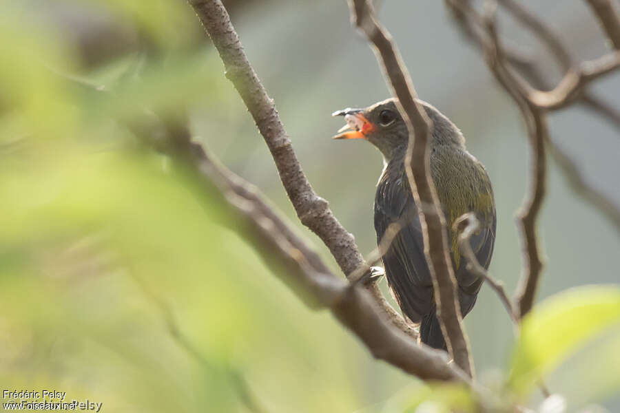 Halmahera Flowerpecker