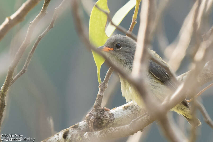 Halmahera Flowerpecker, identification