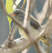 Halmahera Flowerpecker