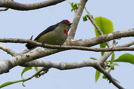 Red-capped Flowerpecker