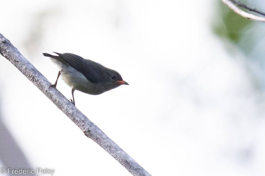 Red-capped Flowerpecker