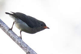 Red-capped Flowerpecker