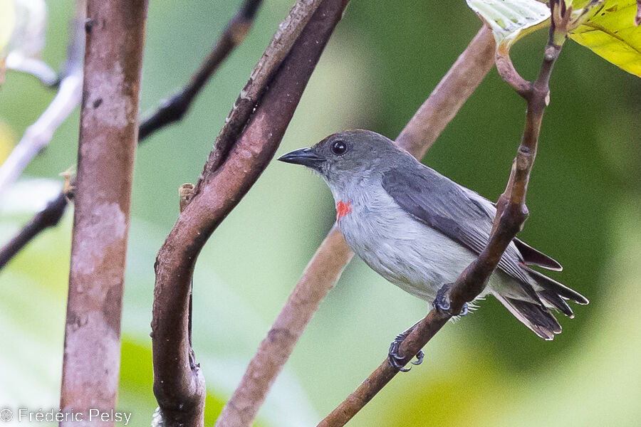 Red-capped Flowerpecker