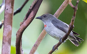 Red-capped Flowerpecker