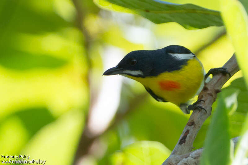 Palawan Flowerpecker male adult