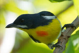 Palawan Flowerpecker