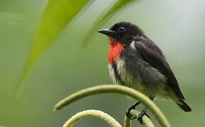 Grey-sided Flowerpecker