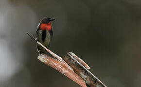 Grey-sided Flowerpecker