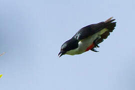 Red-keeled Flowerpecker