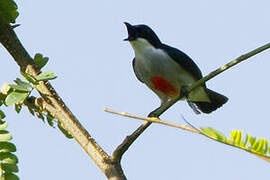 Red-keeled Flowerpecker