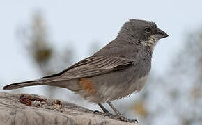 Common Diuca Finch