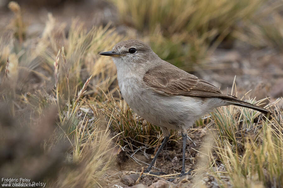 Spot-billed Ground Tyrantadult, identification