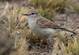 Spot-billed Ground Tyrant