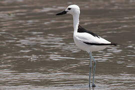 Crab-plover