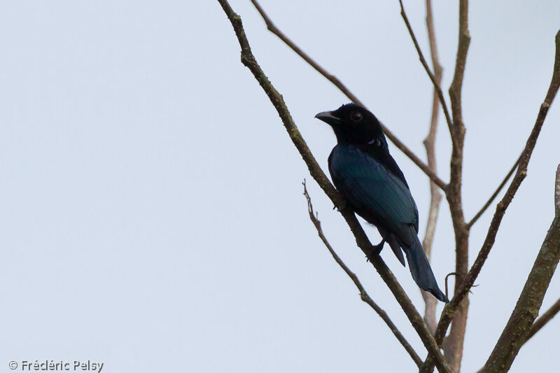 Drongo à crinièreadulte