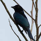 Drongo à crinière