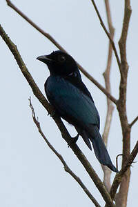 Drongo à crinière