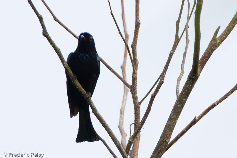 Drongo à crinièreadulte