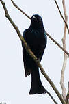 Drongo à crinière