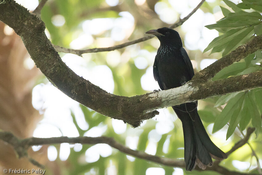 Hair-crested Drongoadult, identification