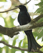 Drongo à crinière