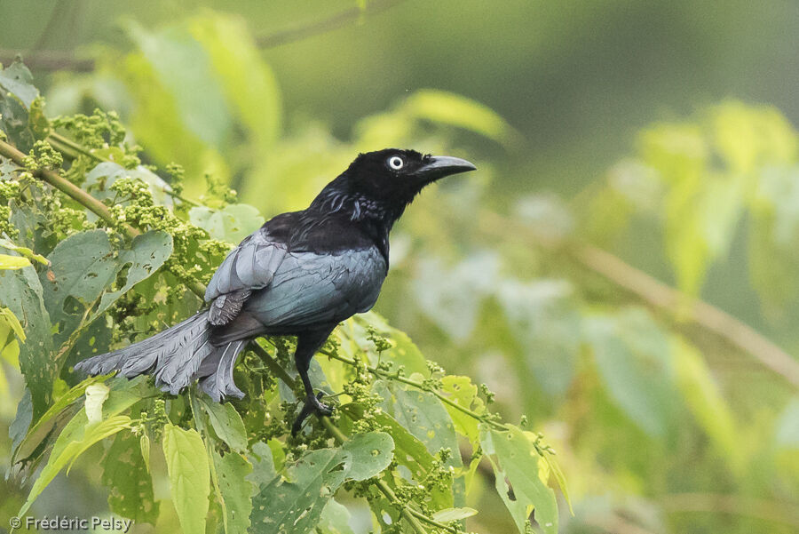 Drongo à crinièreadulte