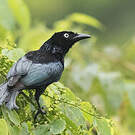 Drongo à crinière