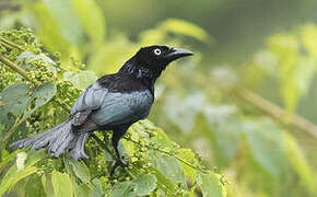 Hair-crested Drongo